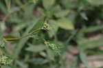 Spotted spurge